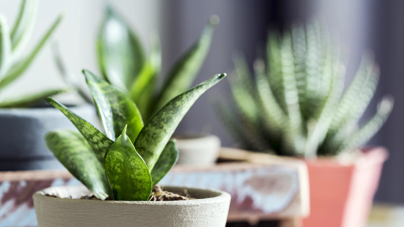 Хорошо и в полутени: комнатные растения, которые могут расти без яркого солнечного света