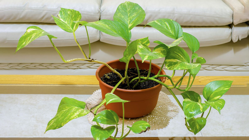 Хорошо и в полутени: комнатные растения, которые могут расти без яркого солнечного света