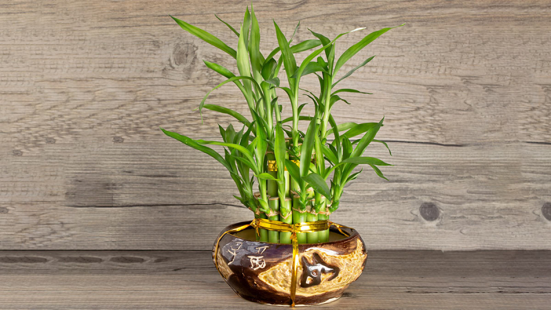 Хорошо и в полутени: комнатные растения, которые могут расти без яркого солнечного света