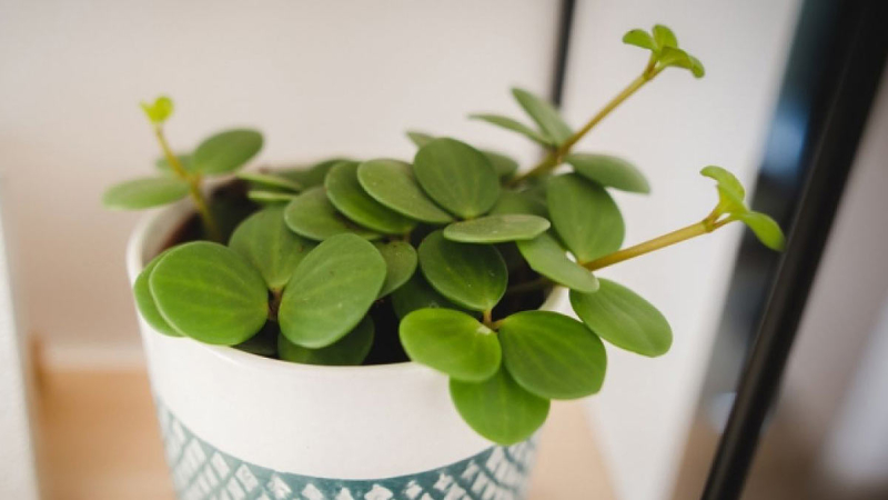 Хорошо и в полутени: комнатные растения, которые могут расти без яркого солнечного света